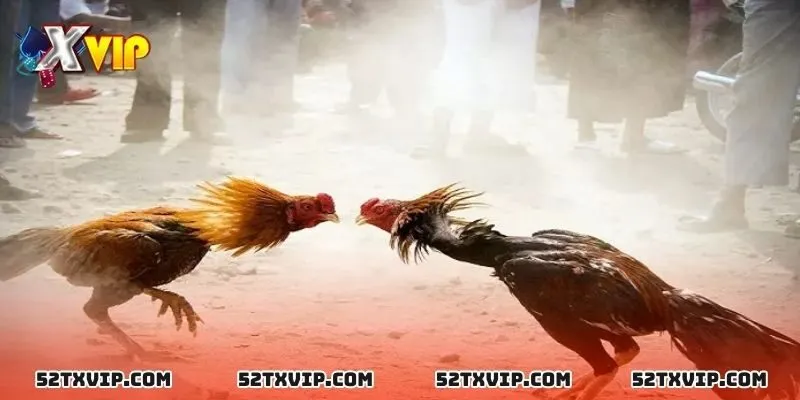 Bí quyết huấn luyện gà  