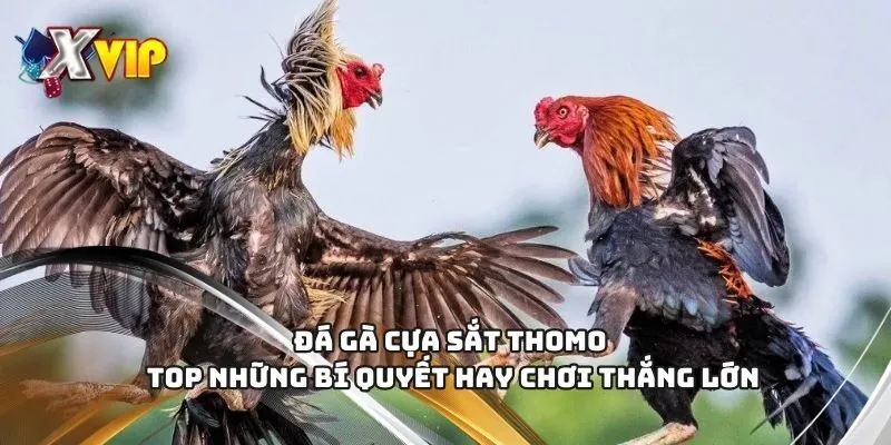 đá gà cựa sắt thomo