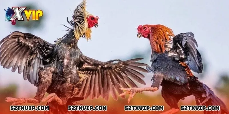 Hướng dẫn tham gia cá cược đá gà XVIP