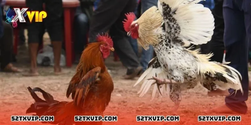 Kỹ thuật huấn luyện đá cựa dao   
