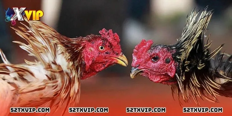 Tổng quan về sân chơi đá gà XVIP